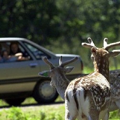 Reserva de la Haute-Touche: el parque zoológico más grande de Francia