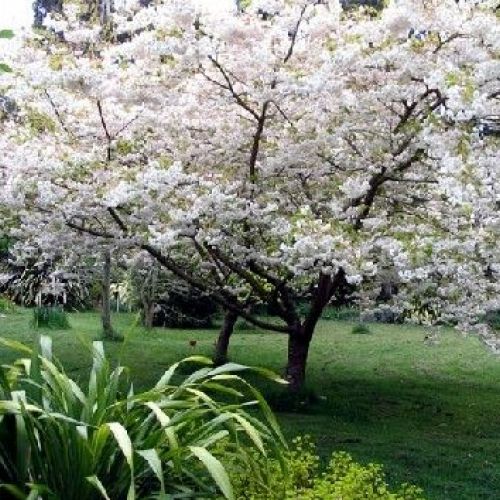 Sakura: 5 cosas que debes saber sobre el cerezo japonés