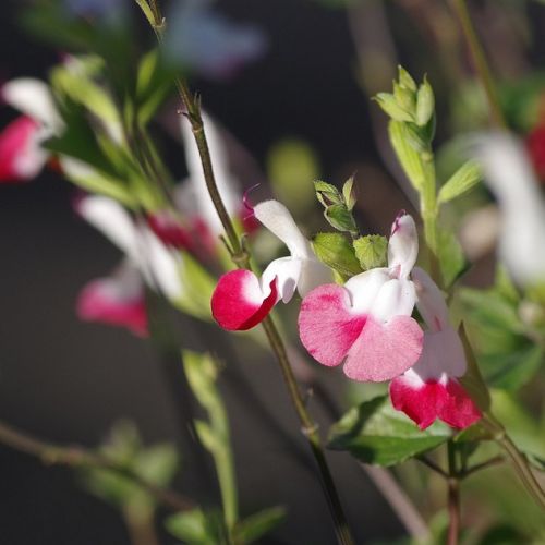 Salvia microphylla: 5 preguntas sobre la salvia de hoja pequeña