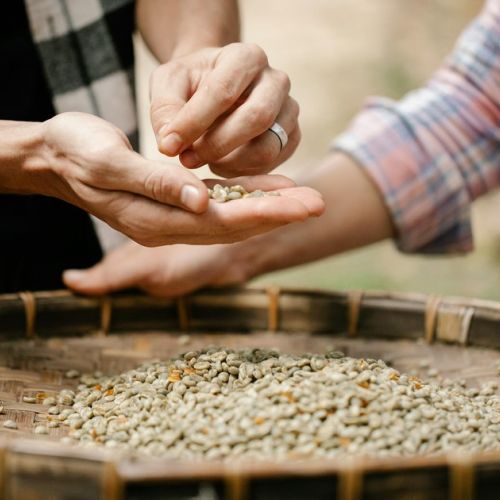 Semillas campesinas: 5 cosas que saber sobre la profesión de artesano semillero.