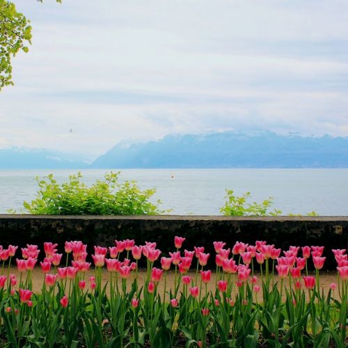 Suiza: 3 buenas razones para ir al Festival del Tulipán de Morges