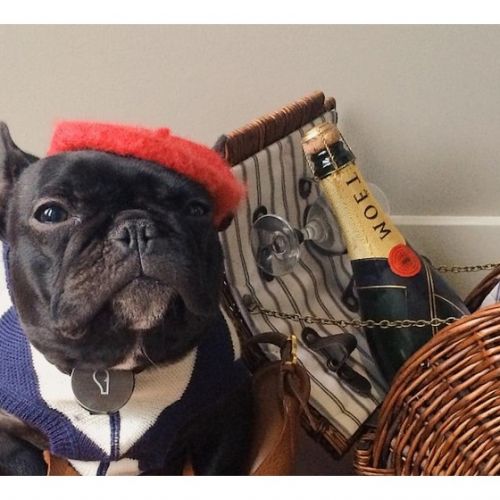 Trotter: el bulldog estrella en Instagram
