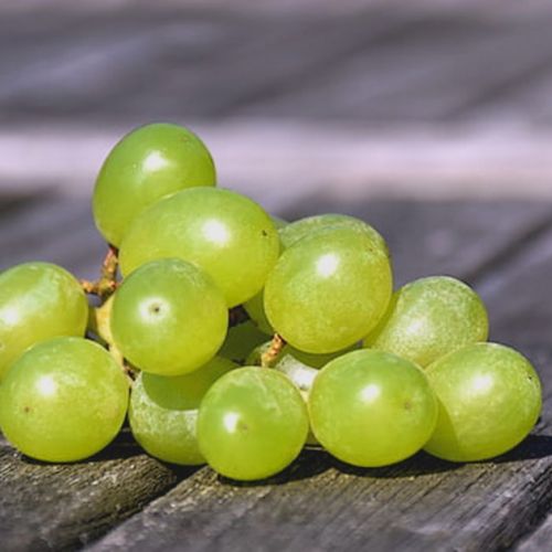 Uvas de Algodón de Azúcar: la increíble uva con sabor a algodón de azúcar.